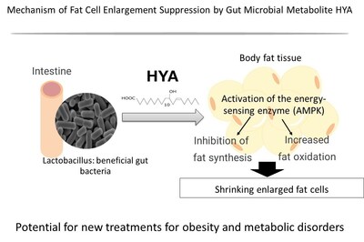Potential for new treatments for obesity and metabolic disorders Potential for new treatments for obesity and metabolic disorders