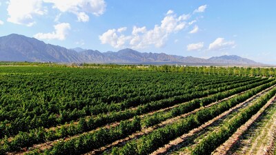 The photo shows wineries along the eastern foothills of Helan Mountains.