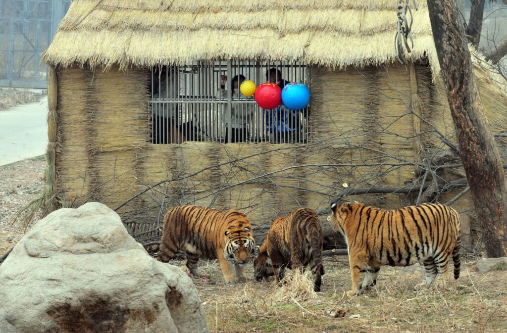 Viral-Singa-1-1024×673-1