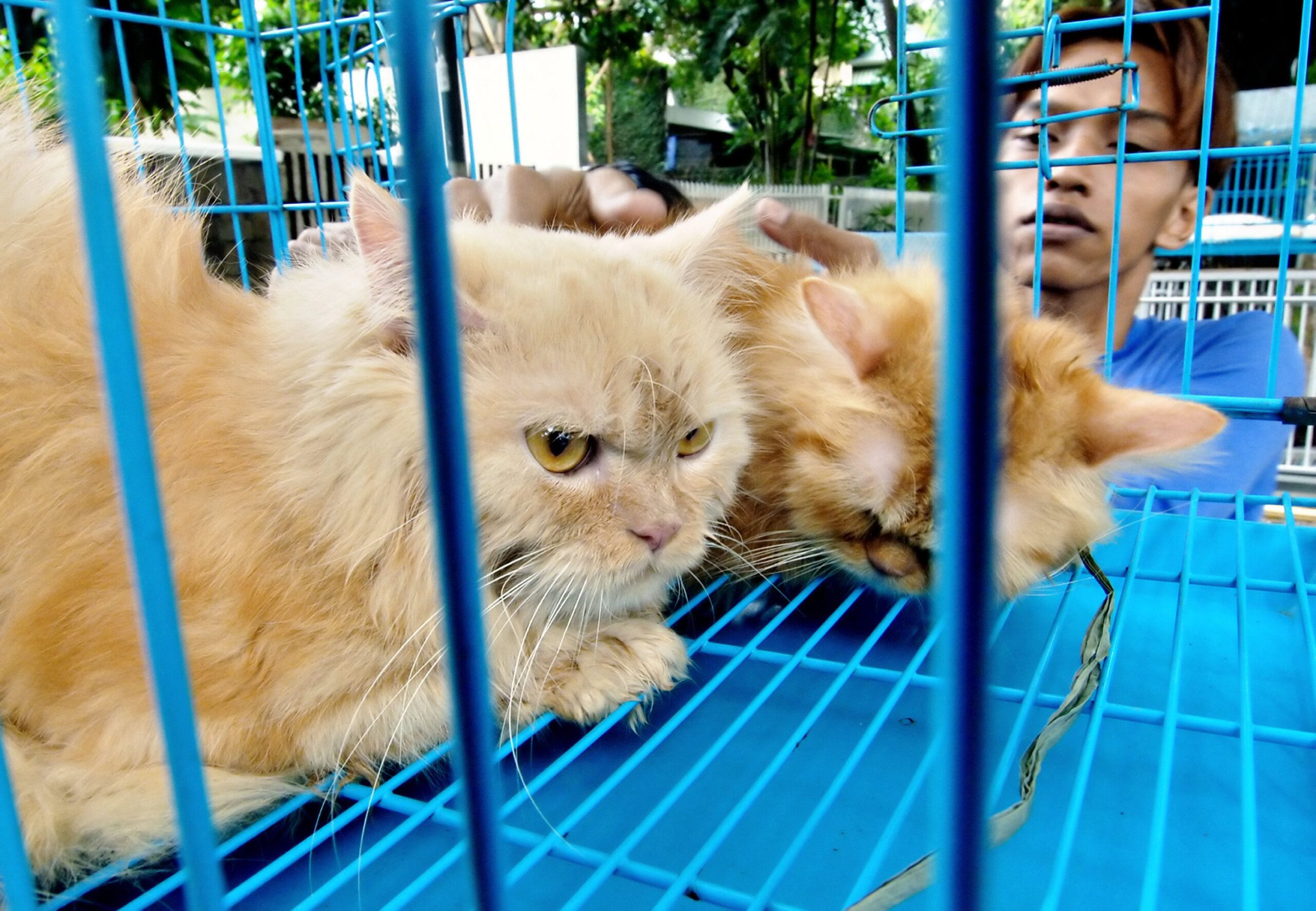 GAMBAR fail beberapa ekor kucing di dalam sangkar di Jakarta. - Foto AFP
